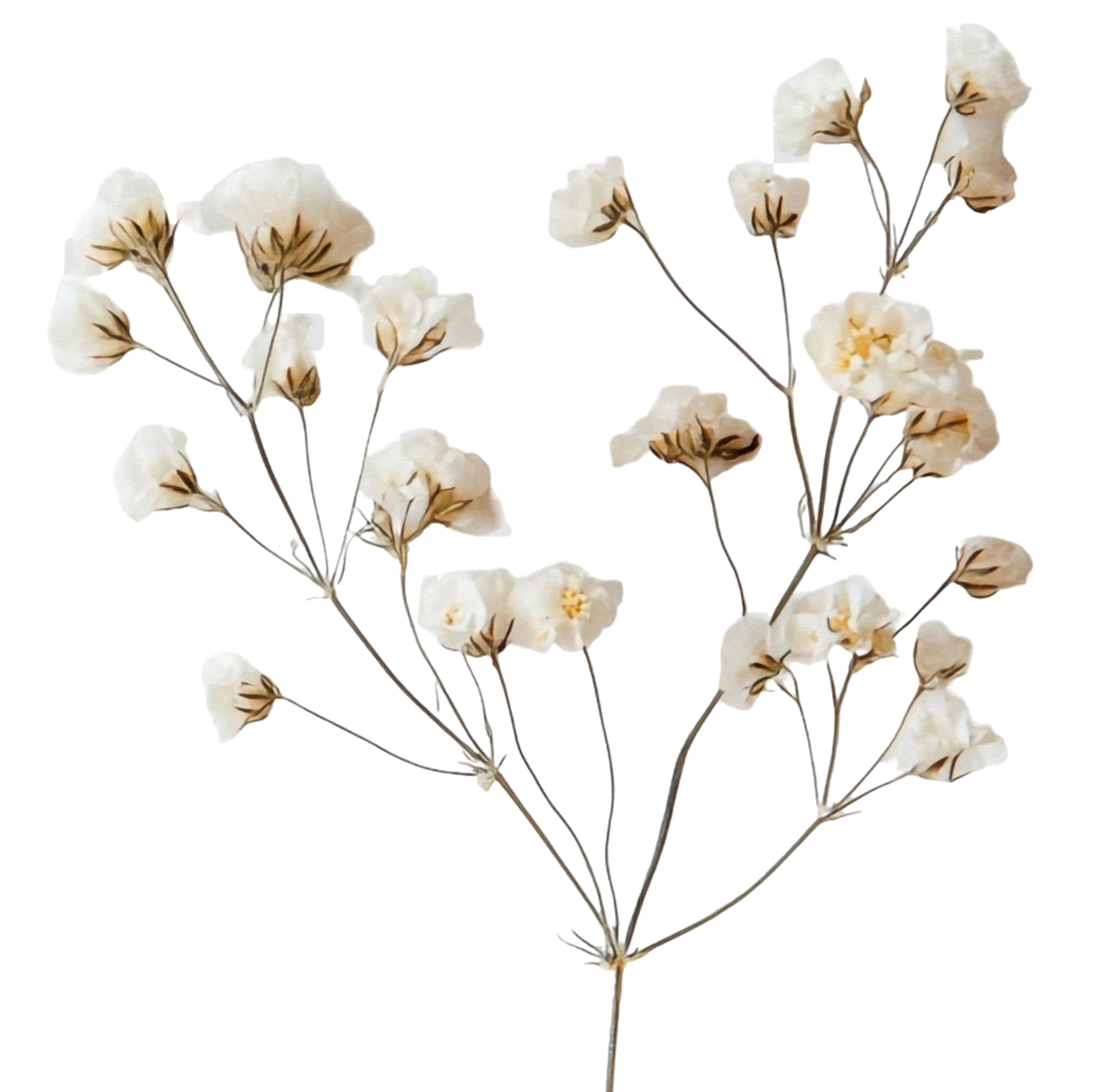 zart-getrocknete-blueten-des-atems-von-babys